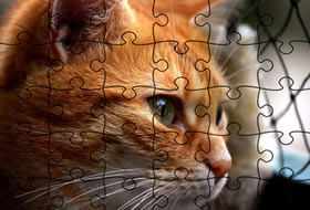 Jigsaw Puzzle Cats