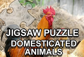 Jigsaw Puzzle Domesticated Animals