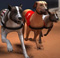 Greyhound Racing