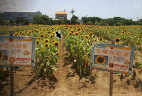 Magic Farm Mystery